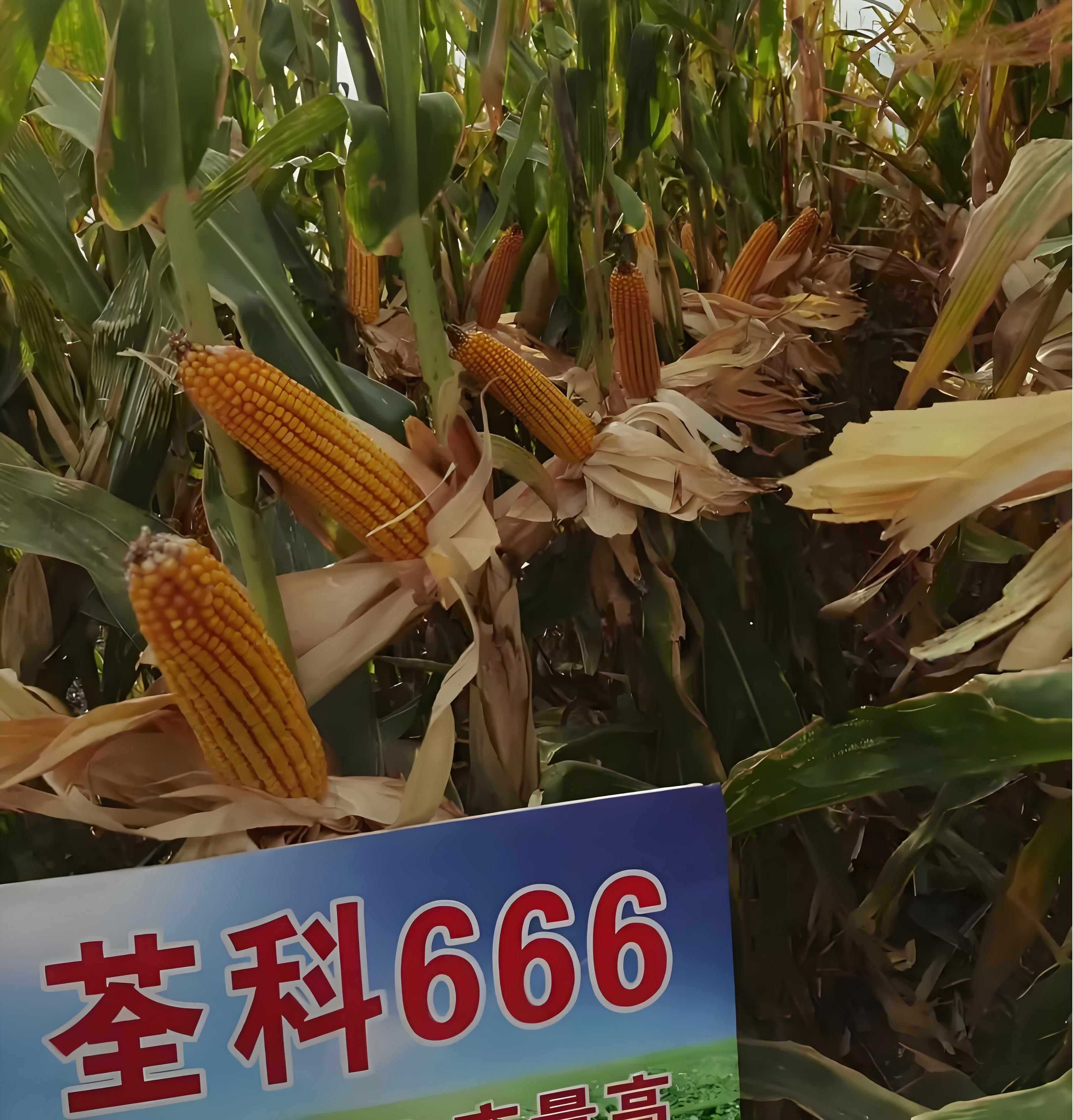 荃科666.jpg 荃科666.jpg